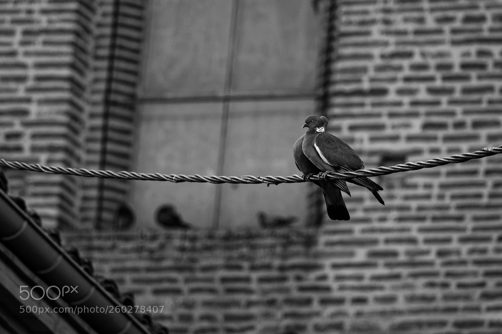 Sony Cyber-shot DSC-RX10 III sample photo. Pigeon en couple sur photography