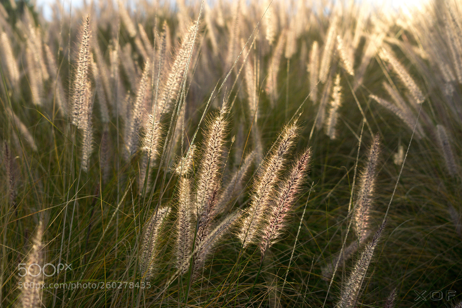 Nikon D5300 sample photo. Gras im gegenlicht photography