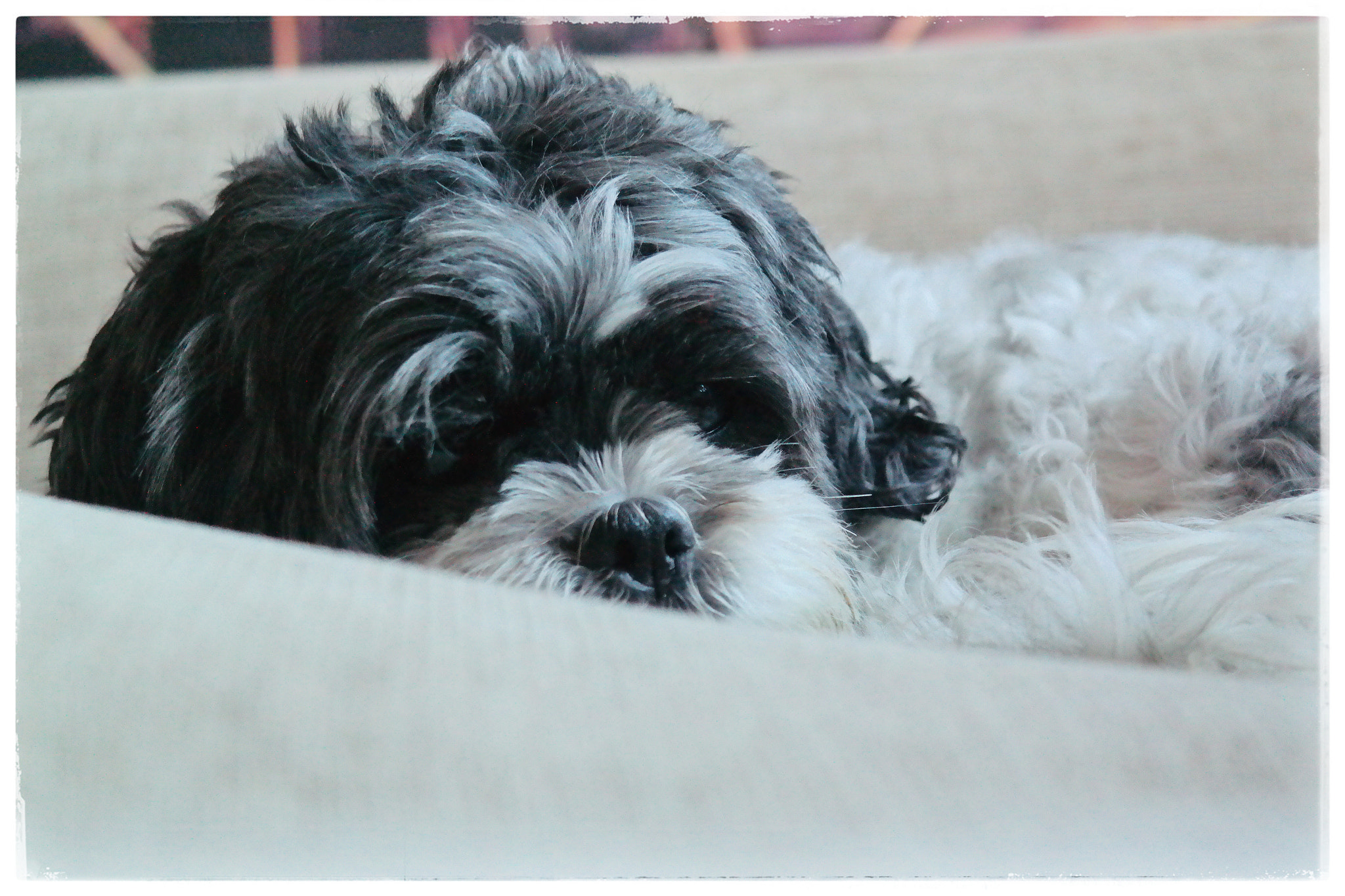 Samsung NX30 sample photo. Meet "crumbs". photography