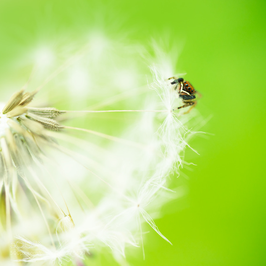 Sony a7 II sample photo. Euophrys frontal photography