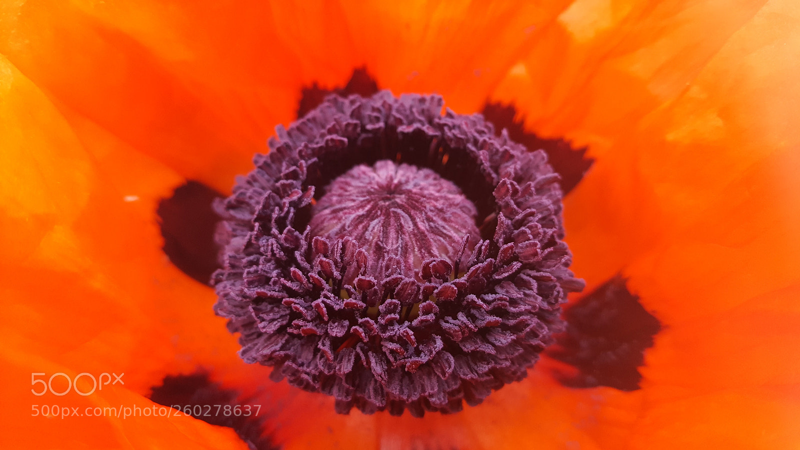 Samsung Galaxy S6 sample photo. Poppy's heart photography
