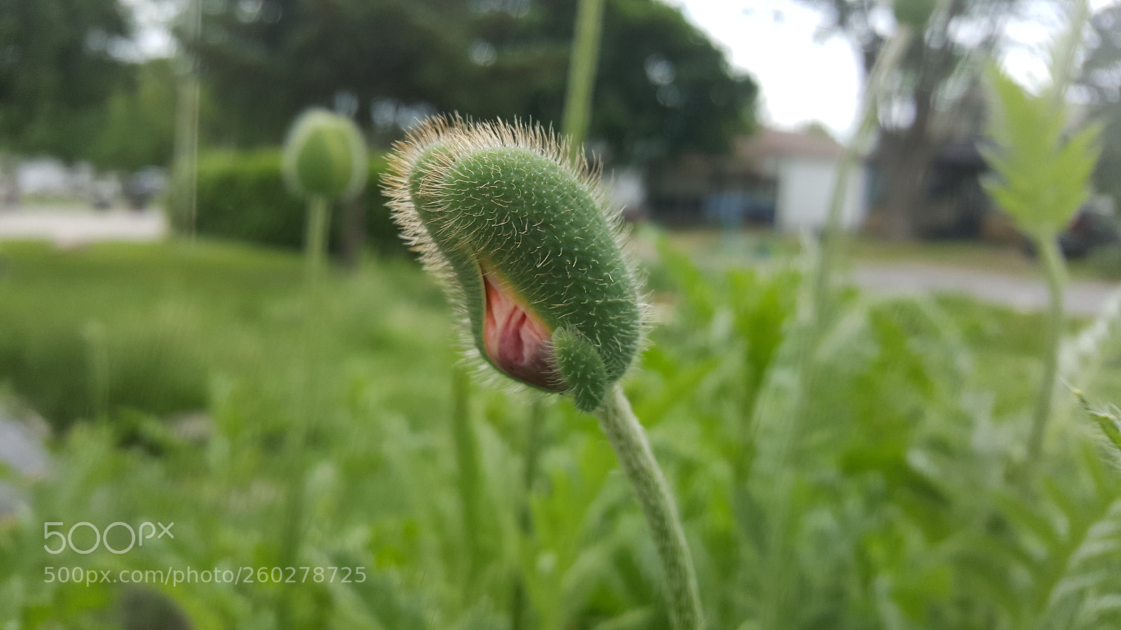 Samsung Galaxy S6 sample photo. Poppy prepares to bloom photography