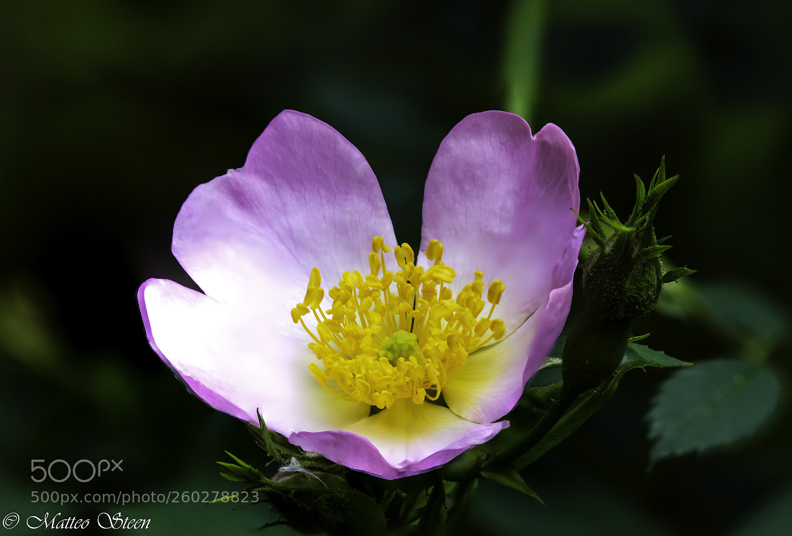 Canon EOS 6D sample photo. Rosa jundzillii photography
