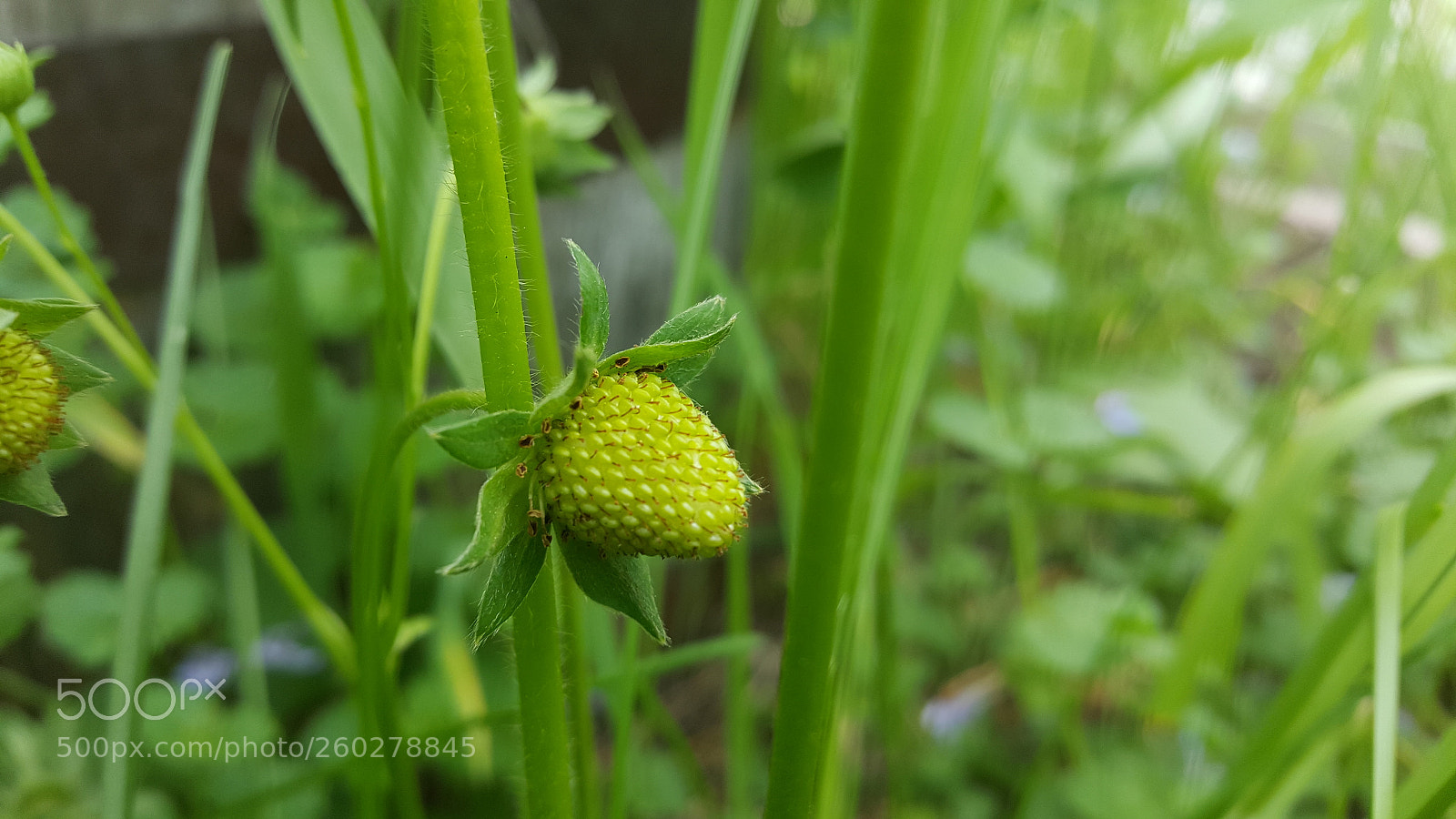 Samsung Galaxy S6 sample photo. Young strawberry photography