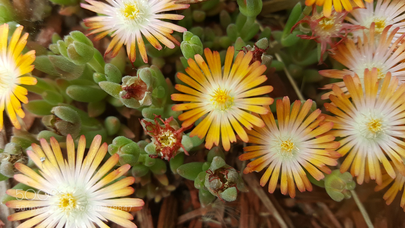 Samsung Galaxy S6 sample photo. Ice plant flowers photography