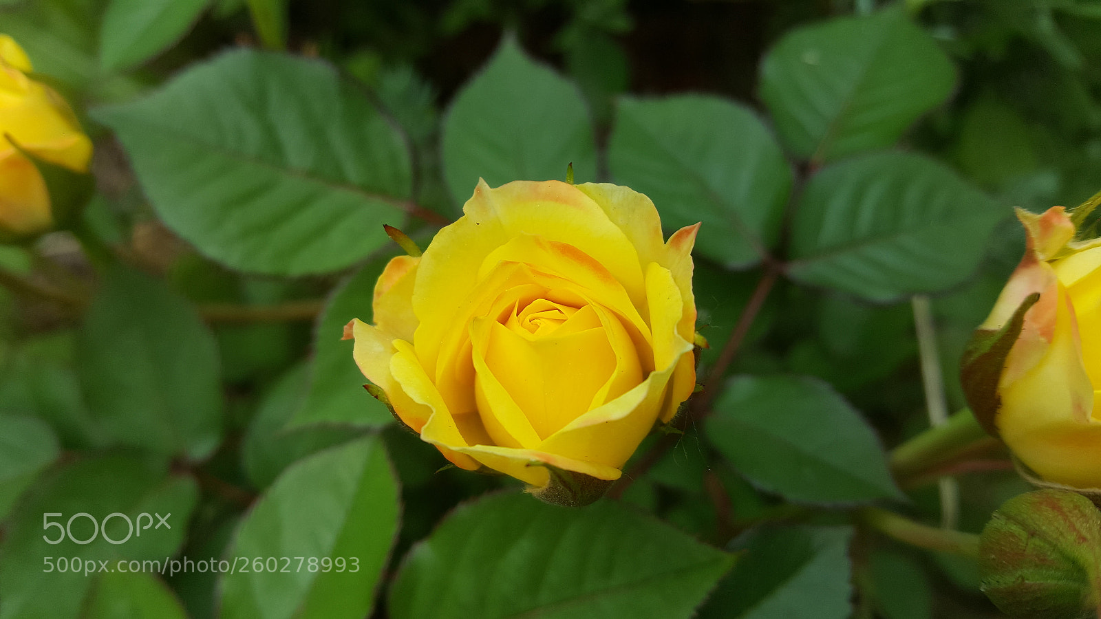 Samsung Galaxy S6 sample photo. Rose blooming photography