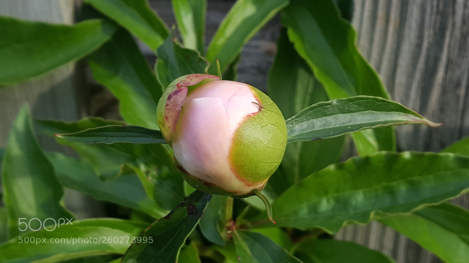 Samsung Galaxy S6 sample photo. Peony prepares to bloom photography