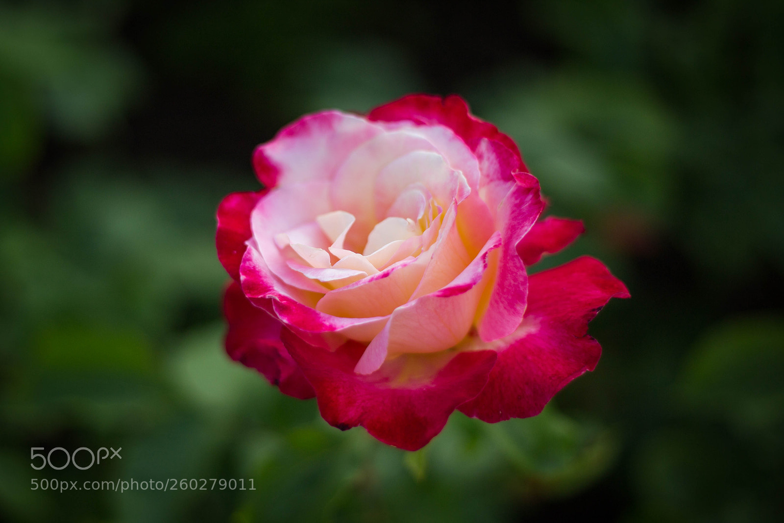 Canon EOS 6D sample photo. Vivid photography