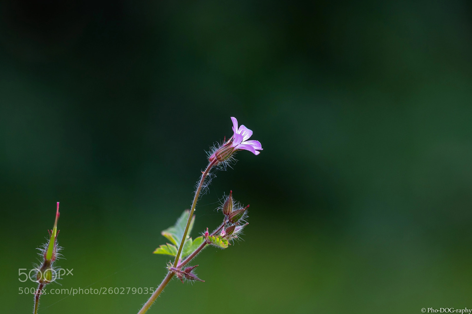 Canon EOS 80D sample photo. The plant viii photography