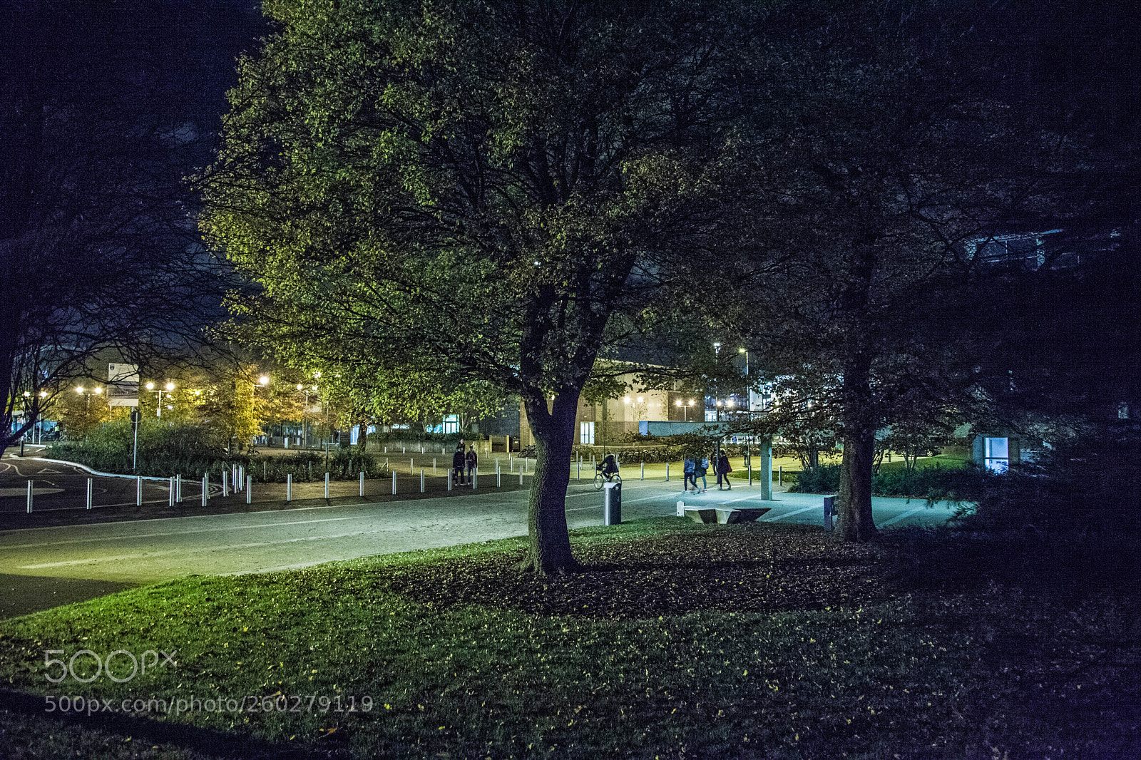 Canon EOS 5D Mark II sample photo. The iconic tree photography