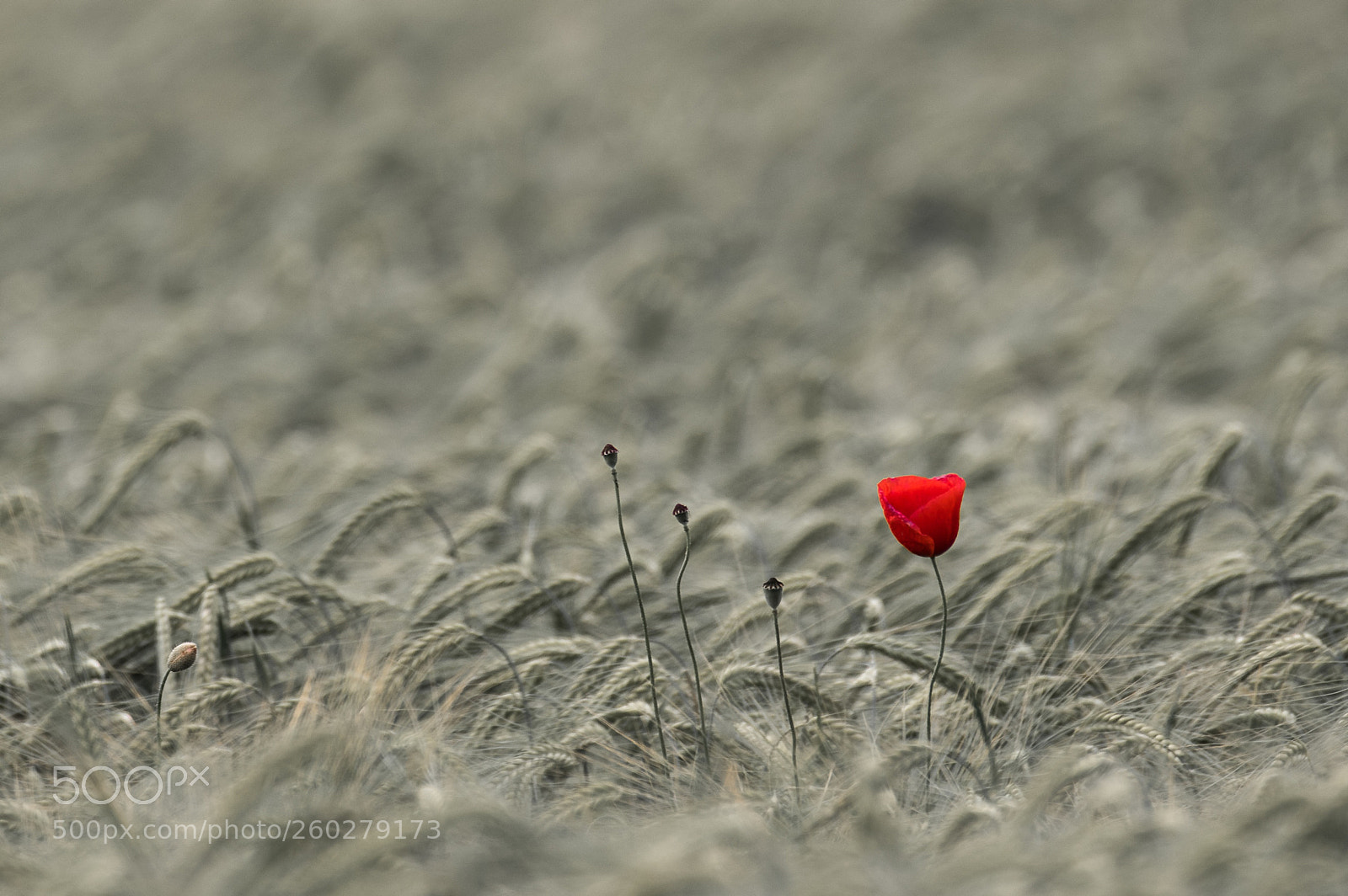 Pentax K-3 sample photo. Poppy in cornfield - 1 photography