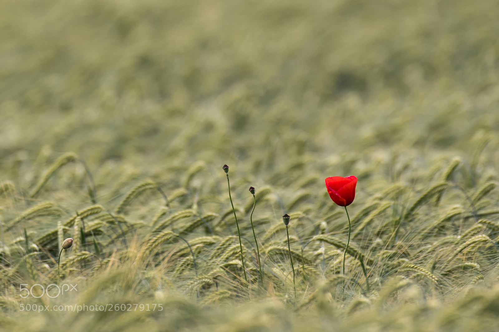 Pentax K-3 sample photo. Poppy in cornfield - 2 photography