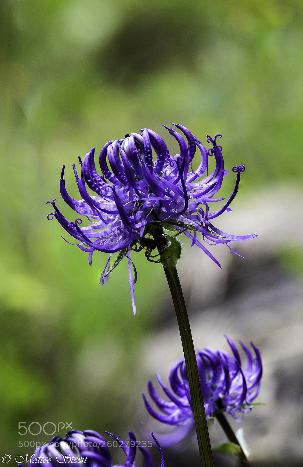 Canon EOS 6D sample photo. Phyteuma nigrum photography