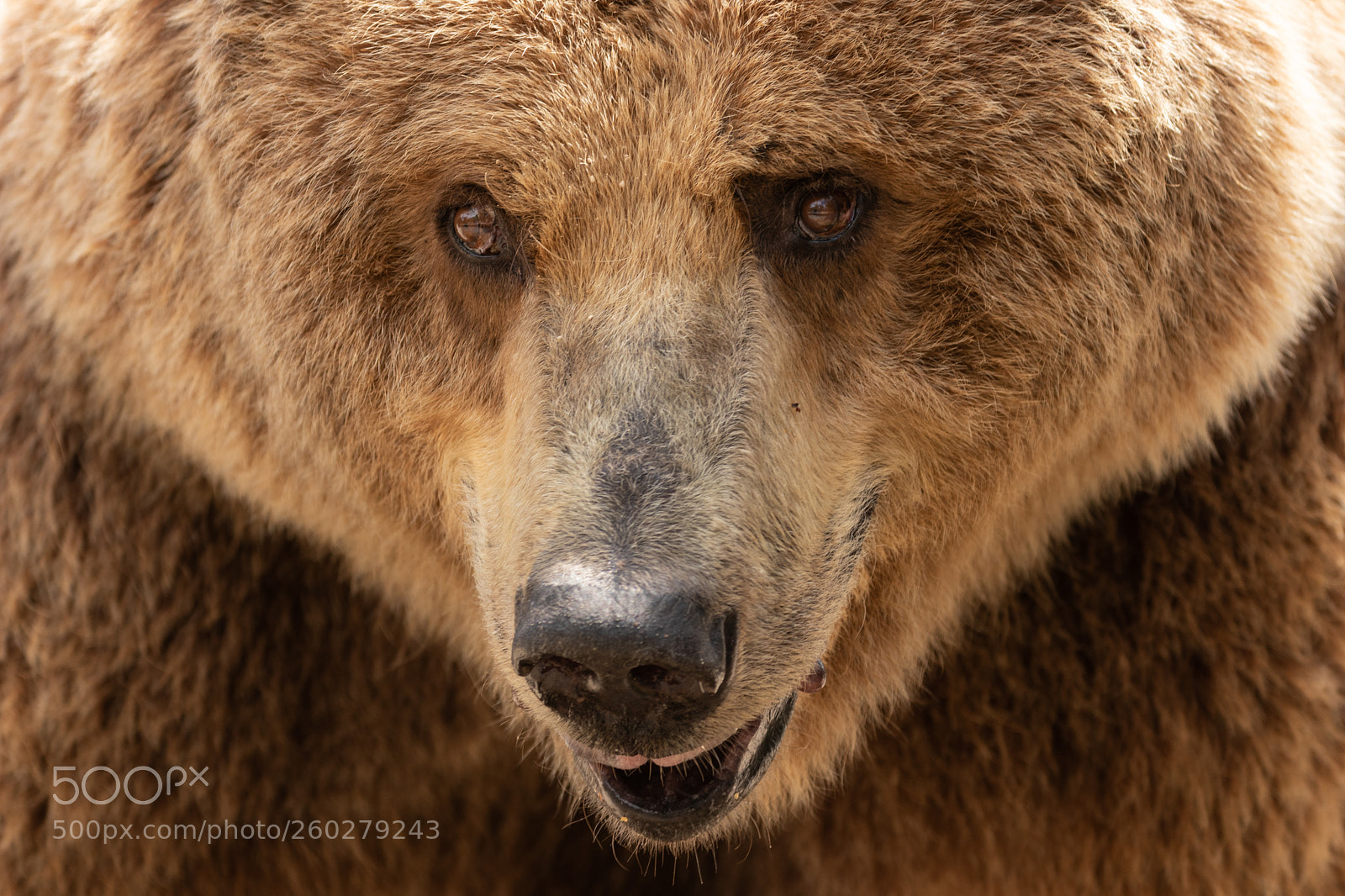 Canon EOS 80D sample photo. Brown bear portrait photography