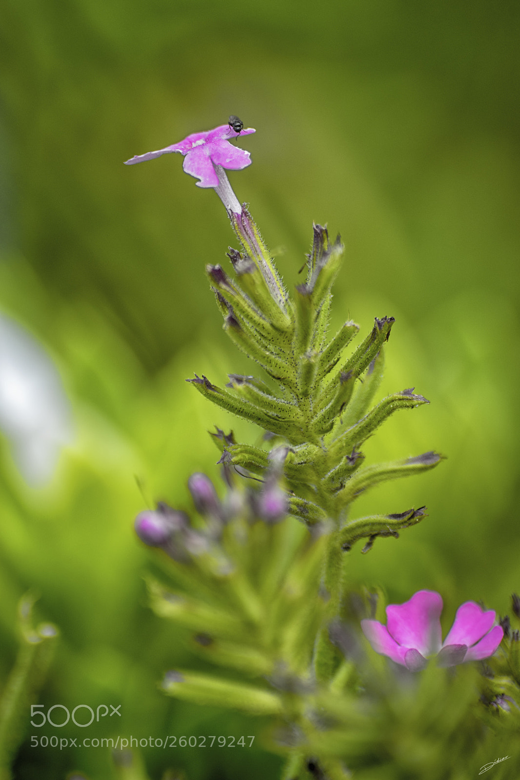 Nikon D5500 sample photo. *** flowers *** photography