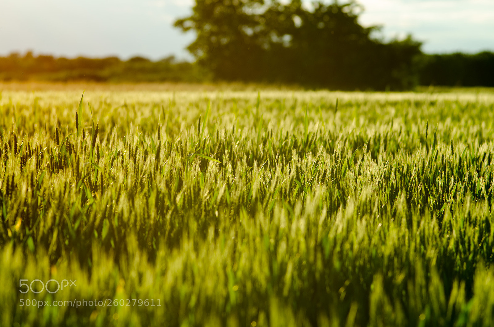 Nikon D7000 sample photo. Field of wheat photography