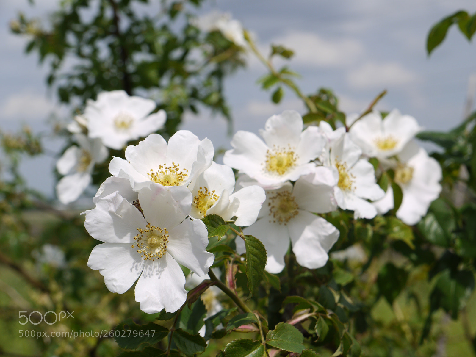 Panasonic Lumix DMC-G1 sample photo. Dogrose photography