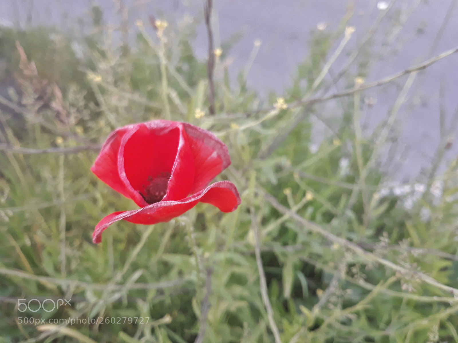 Samsung Galaxy J5 sample photo. Some poppy photography