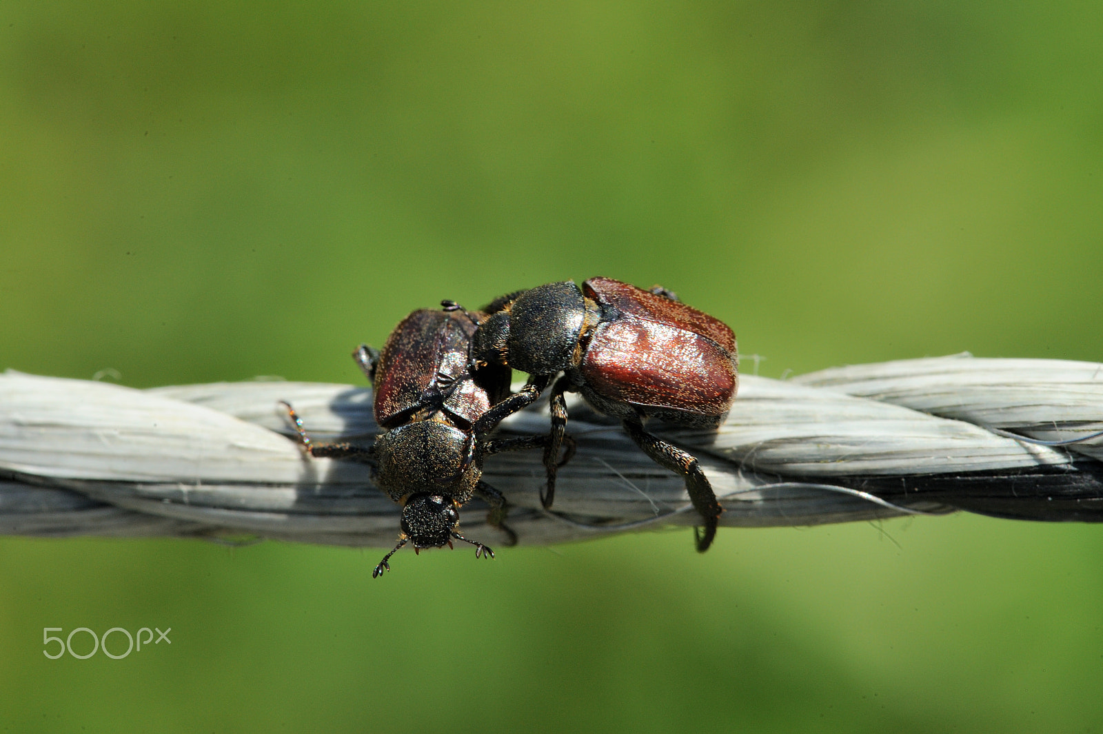 Nikon AF-S Micro-Nikkor 105mm F2.8G IF-ED VR sample photo. Garden chafer photography