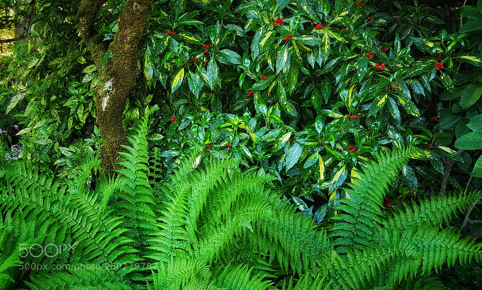 Samsung Galaxy S7 Edge sample photo. Green photography