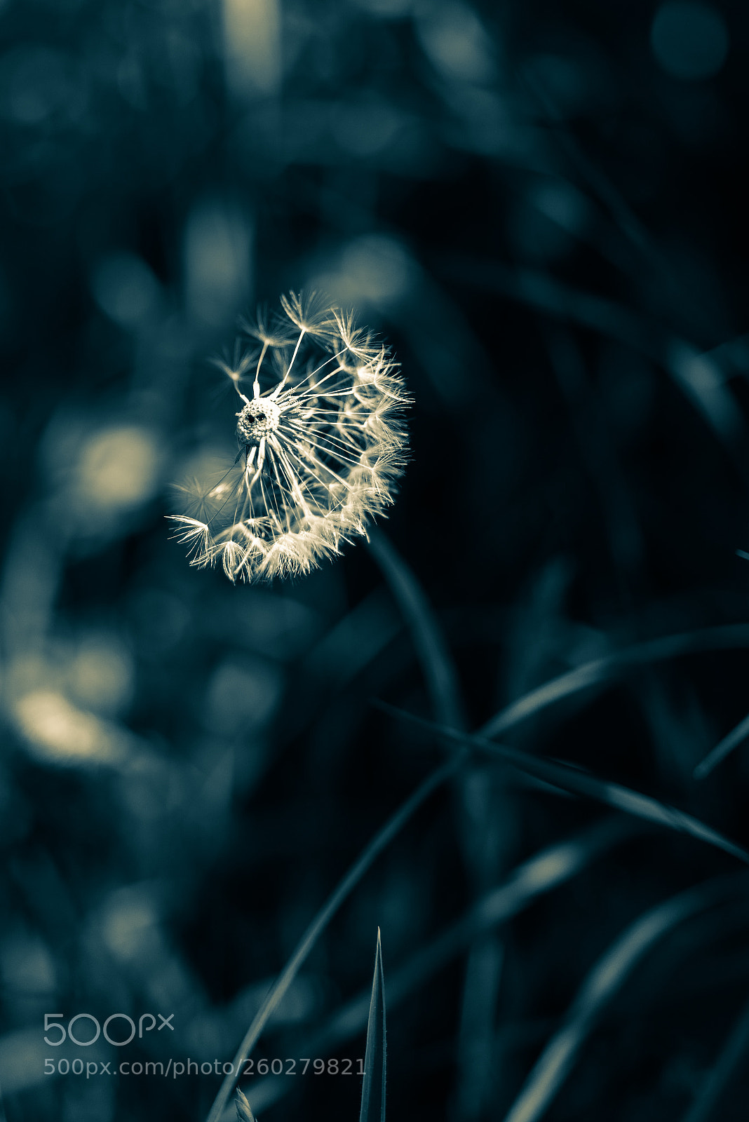 Nikon D810 sample photo. Ooooo photography
