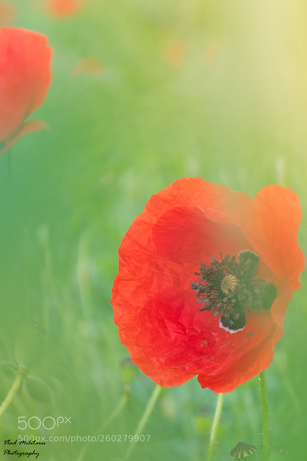 Nikon D5300 sample photo. Poppy photography
