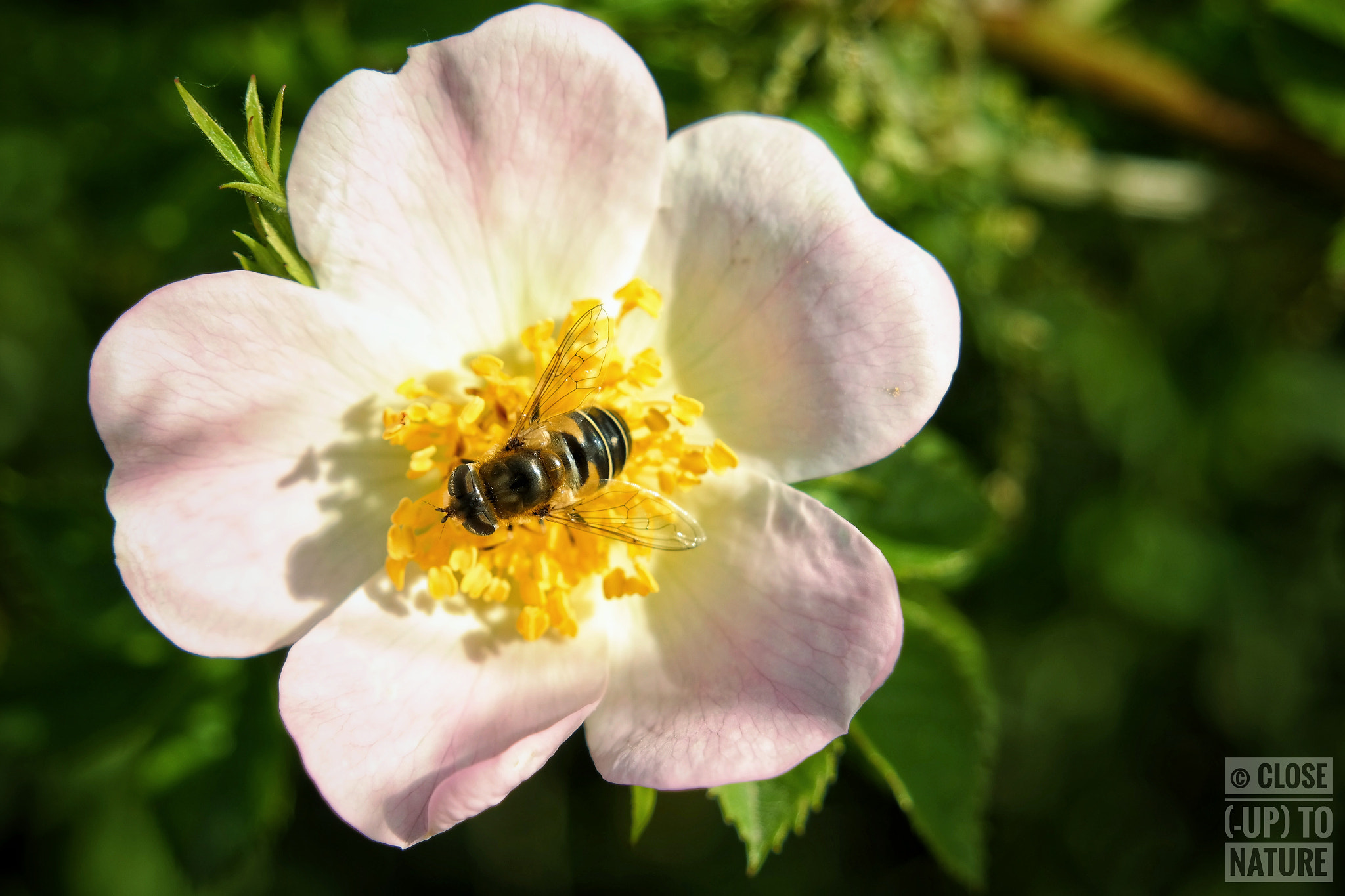 Samsung NX300M sample photo. Rosa canina & syrphe photography