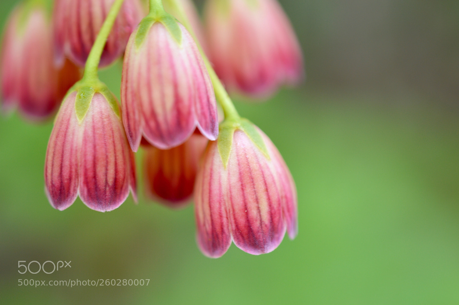 Nikon D3200 sample photo. Enkianthus perulatus photography
