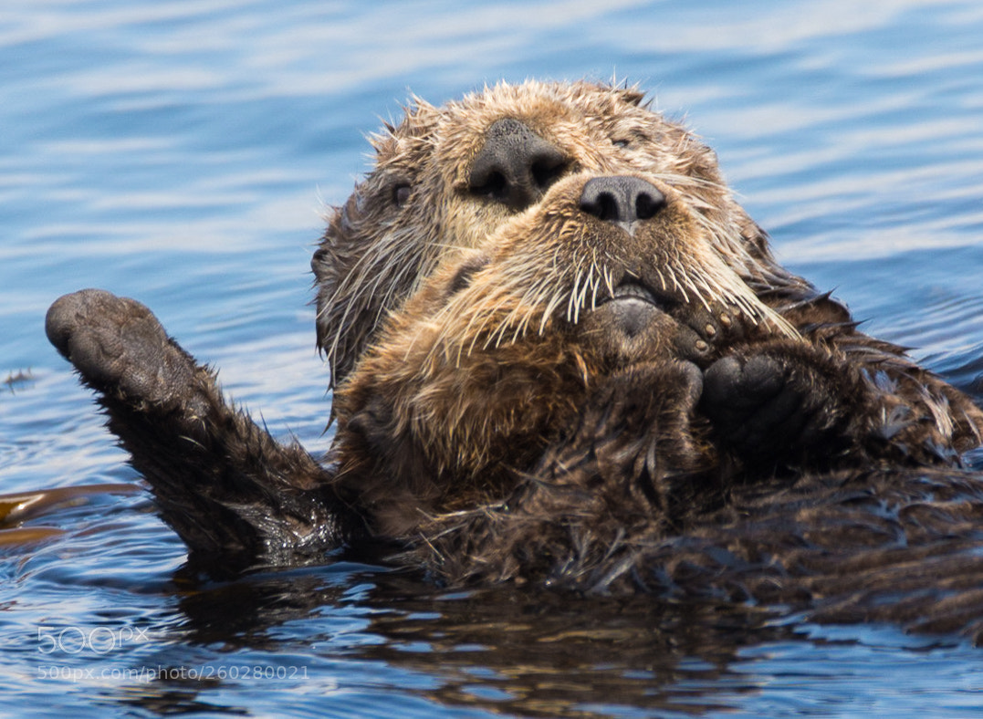 Nikon D7200 sample photo. Sea otters mom and photography