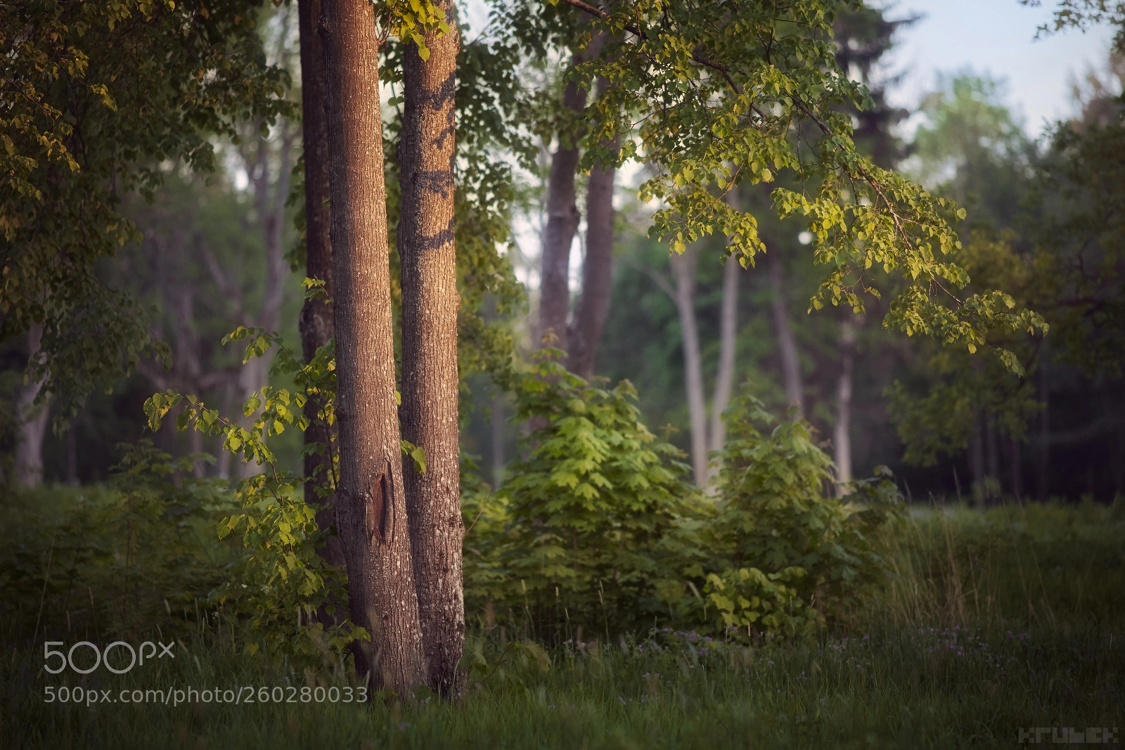 Canon EOS 5D Mark II sample photo. Warm sunset in the photography