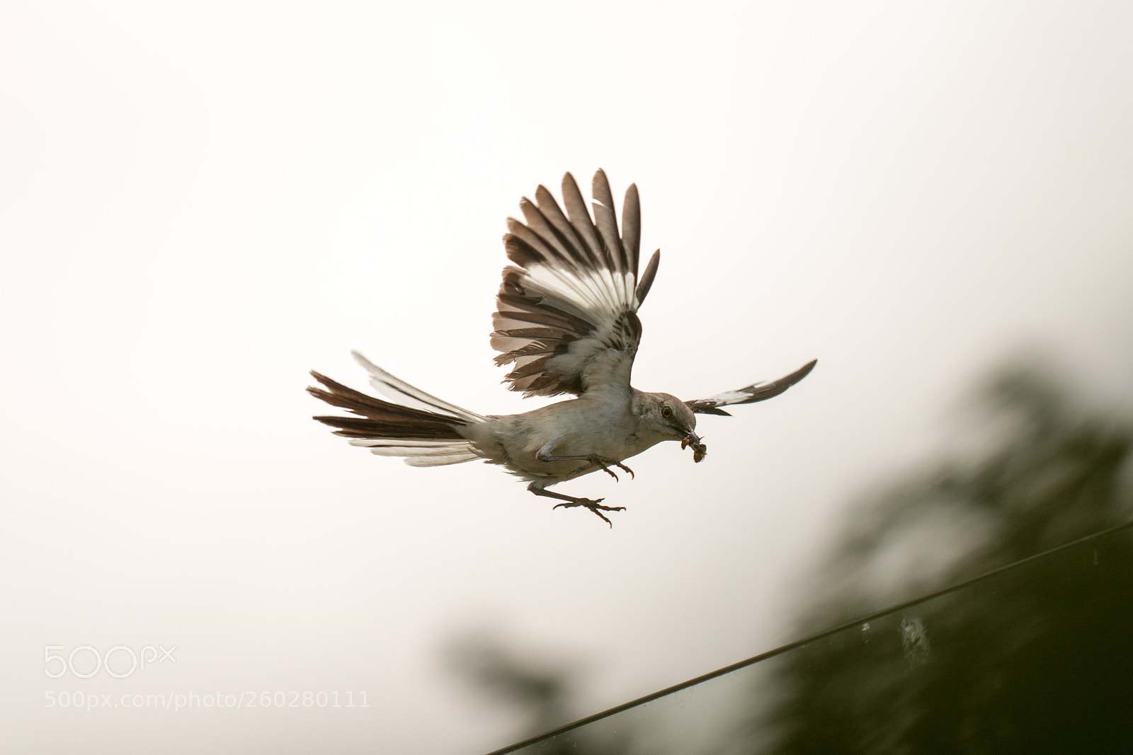 Canon EOS 70D sample photo. Bird photography