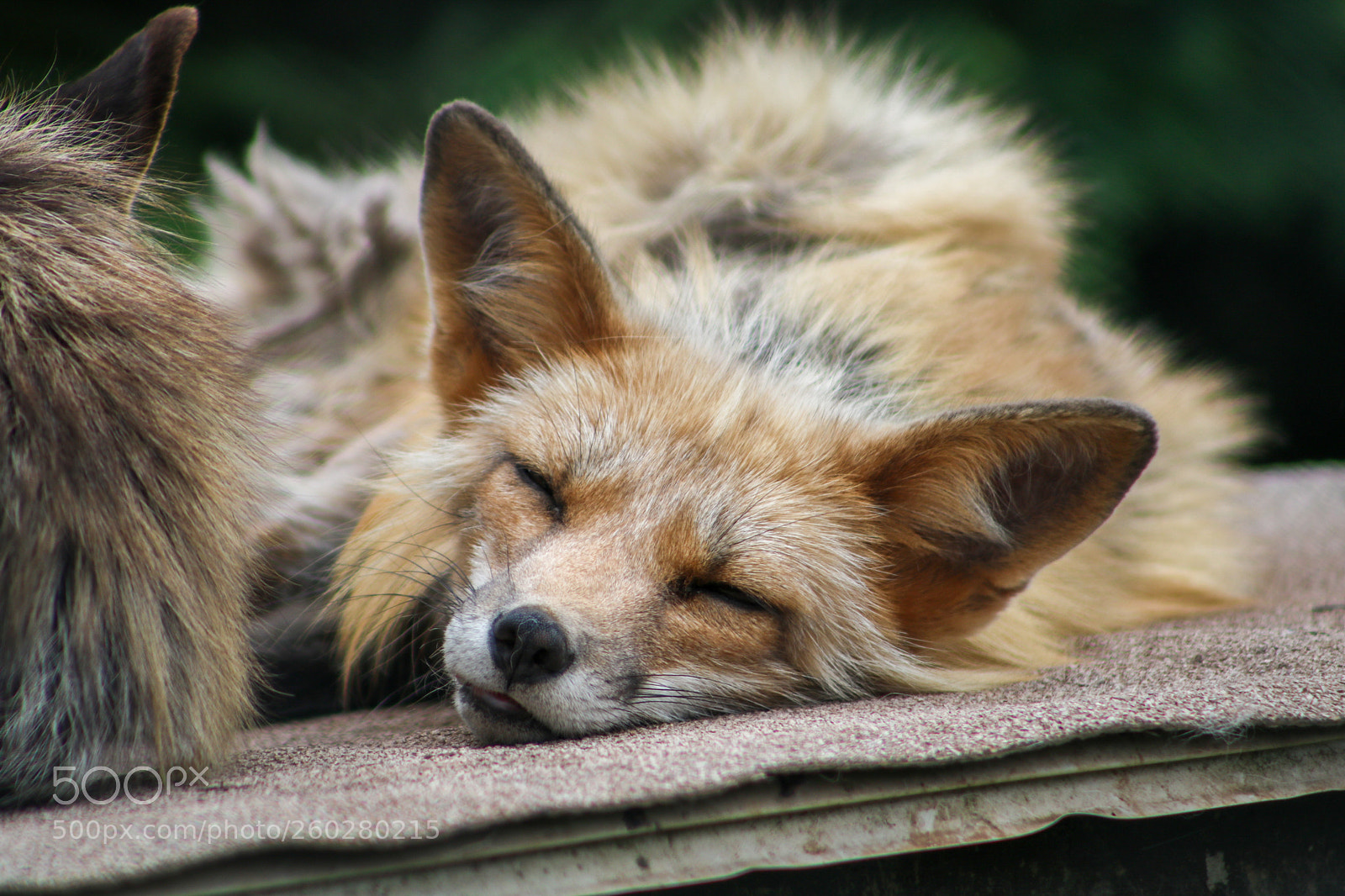 Canon EOS 750D (EOS Rebel T6i / EOS Kiss X8i) sample photo. Sleepy fox photography