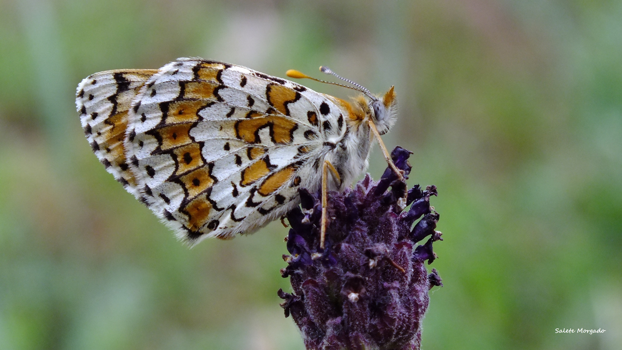 Fujifilm FinePix HS30EXR sample photo. Butterfly photography