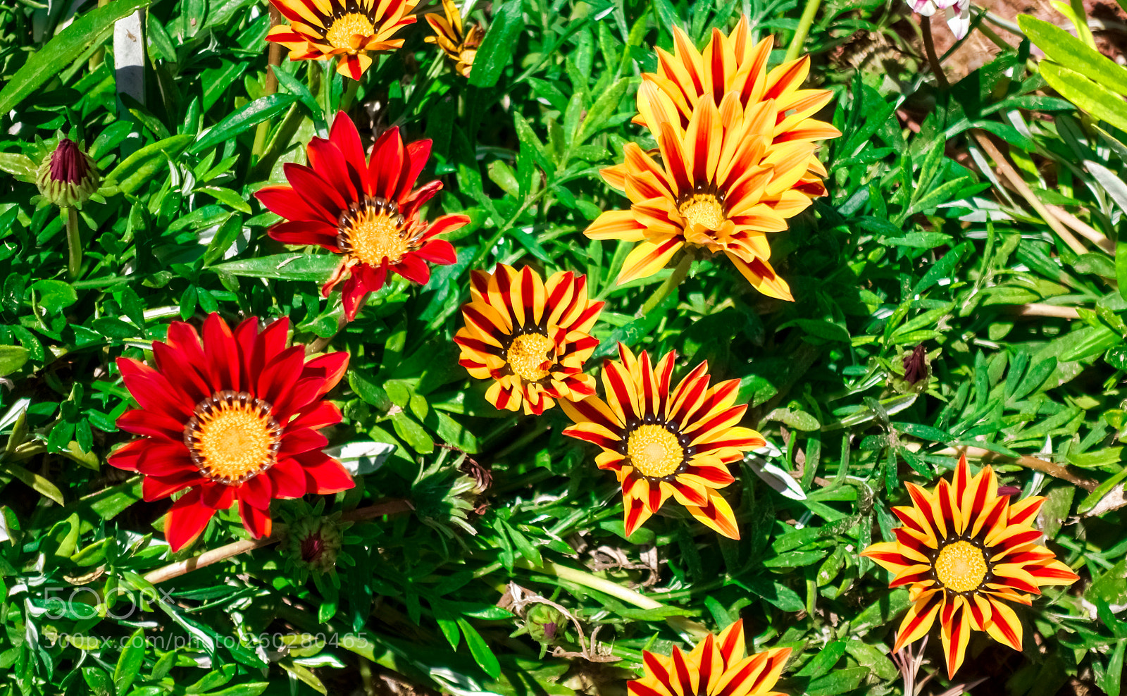 Sony DSC-RX100M5 sample photo. Girasoles photography