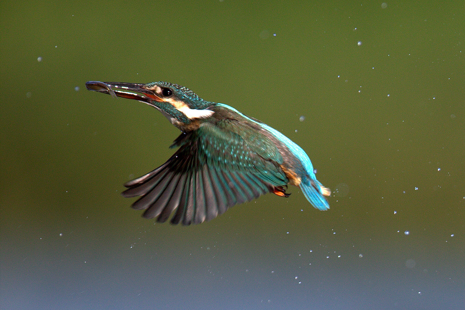 Canon EOS-1D X + Canon EF 600mm f/4L IS sample photo. 물총새 photography