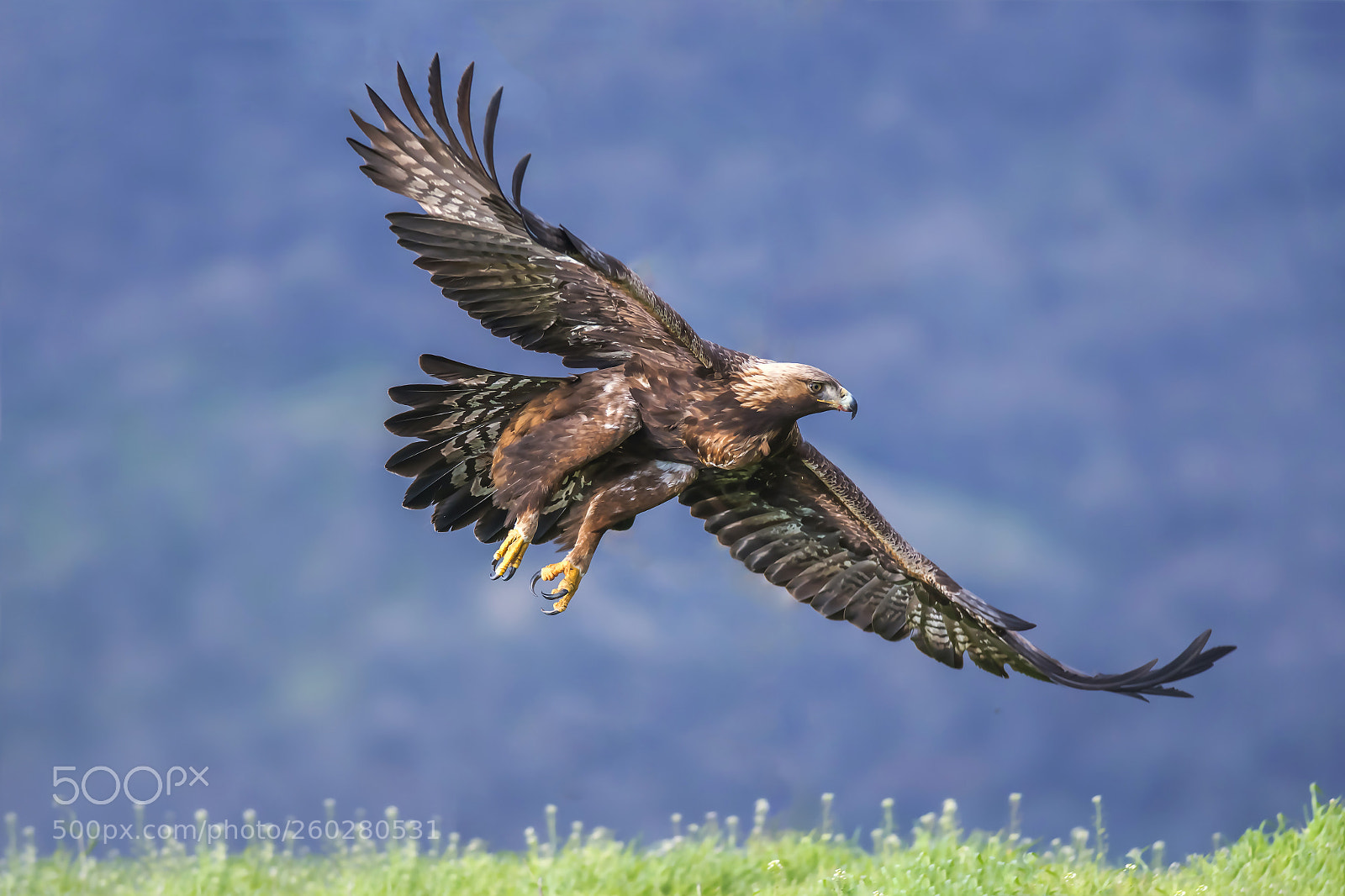Nikon D500 sample photo. Aquila chrysaetos photography