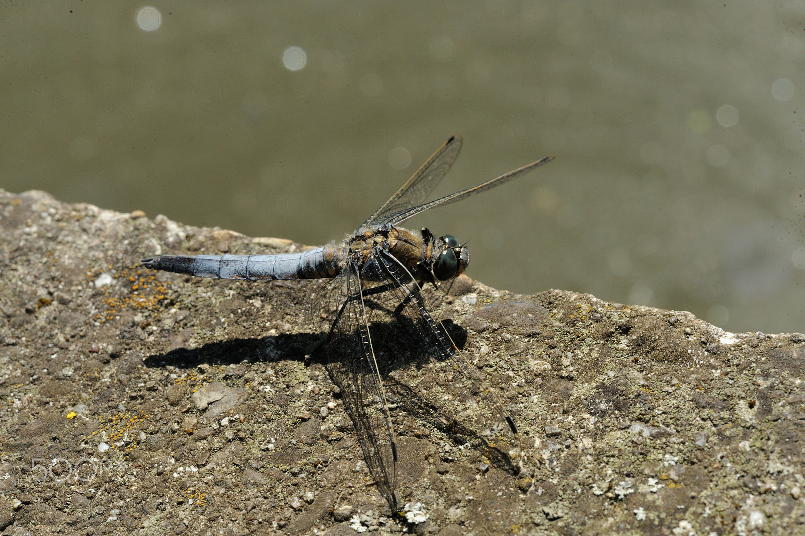 Nikon AF-S Micro-Nikkor 105mm F2.8G IF-ED VR sample photo. Black-tailed skimmer photography
