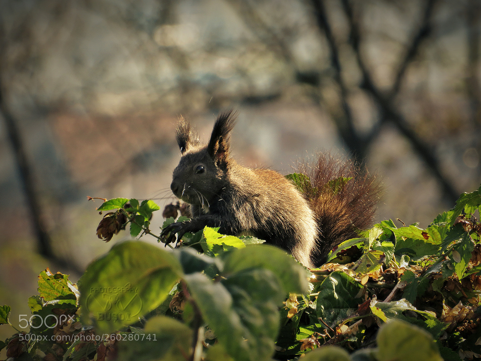 Canon PowerShot SX540 HS sample photo. Squirrel_2 photography