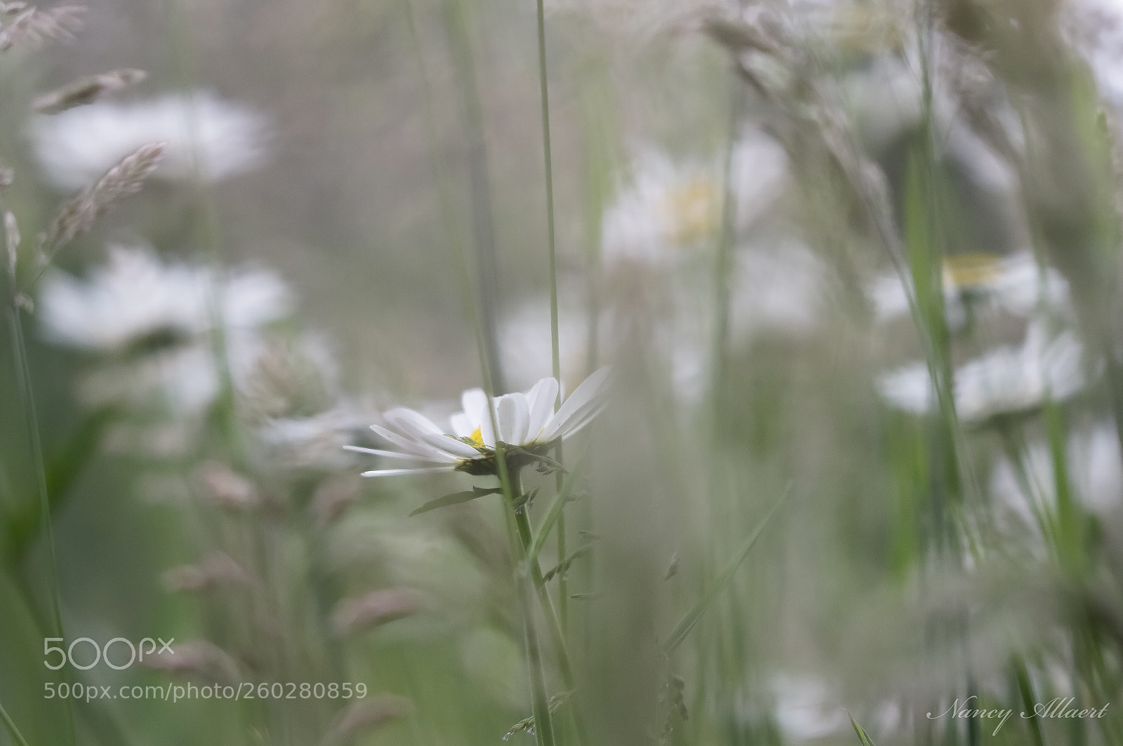 Canon EOS 7D Mark II sample photo. Oxeye daisy photography