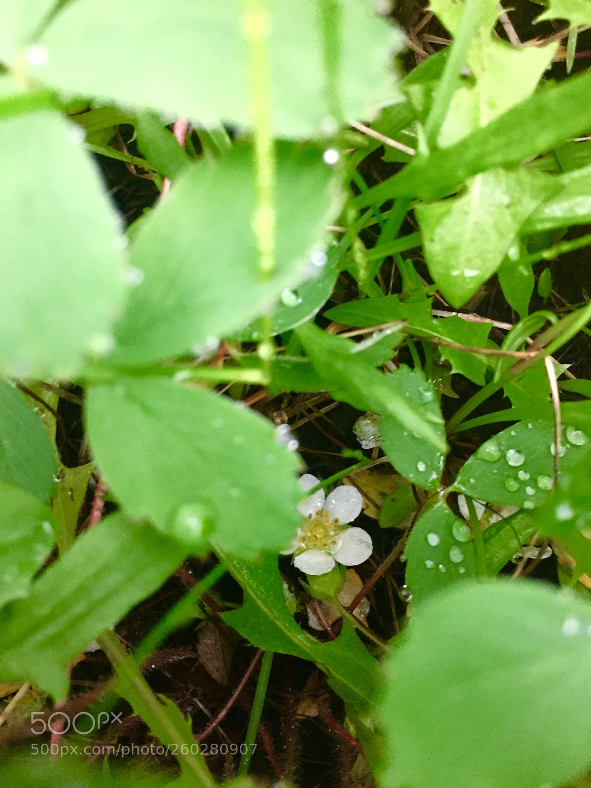 Apple iPhone 6 sample photo. Timid photography