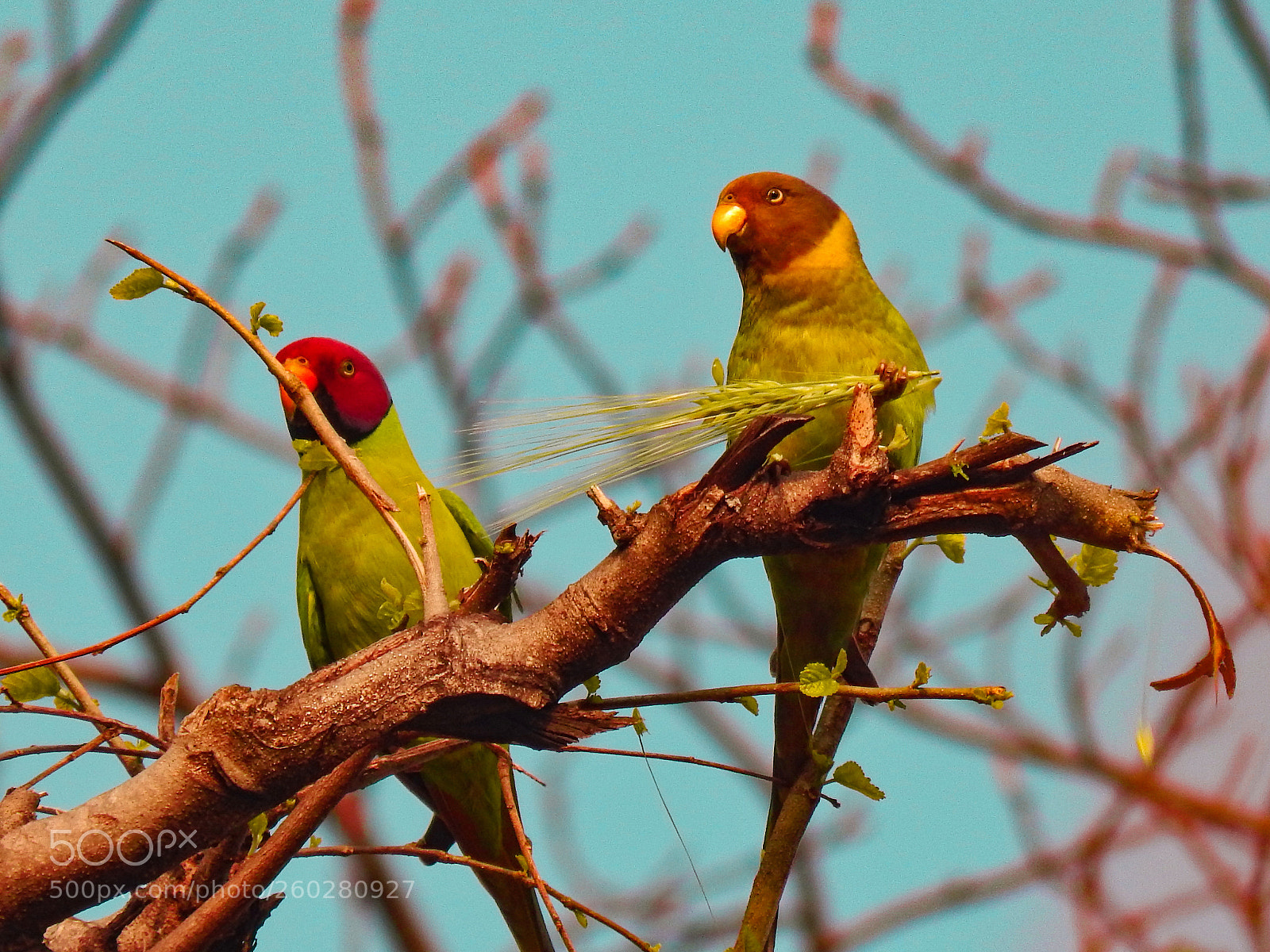 Nikon Coolpix L820 sample photo. Parrot! photography
