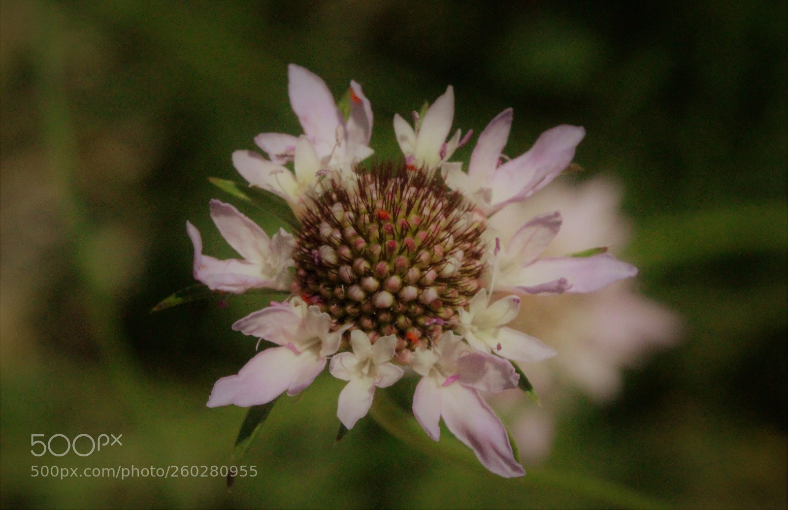 Canon EOS 700D (EOS Rebel T5i / EOS Kiss X7i) sample photo. We are living close photography