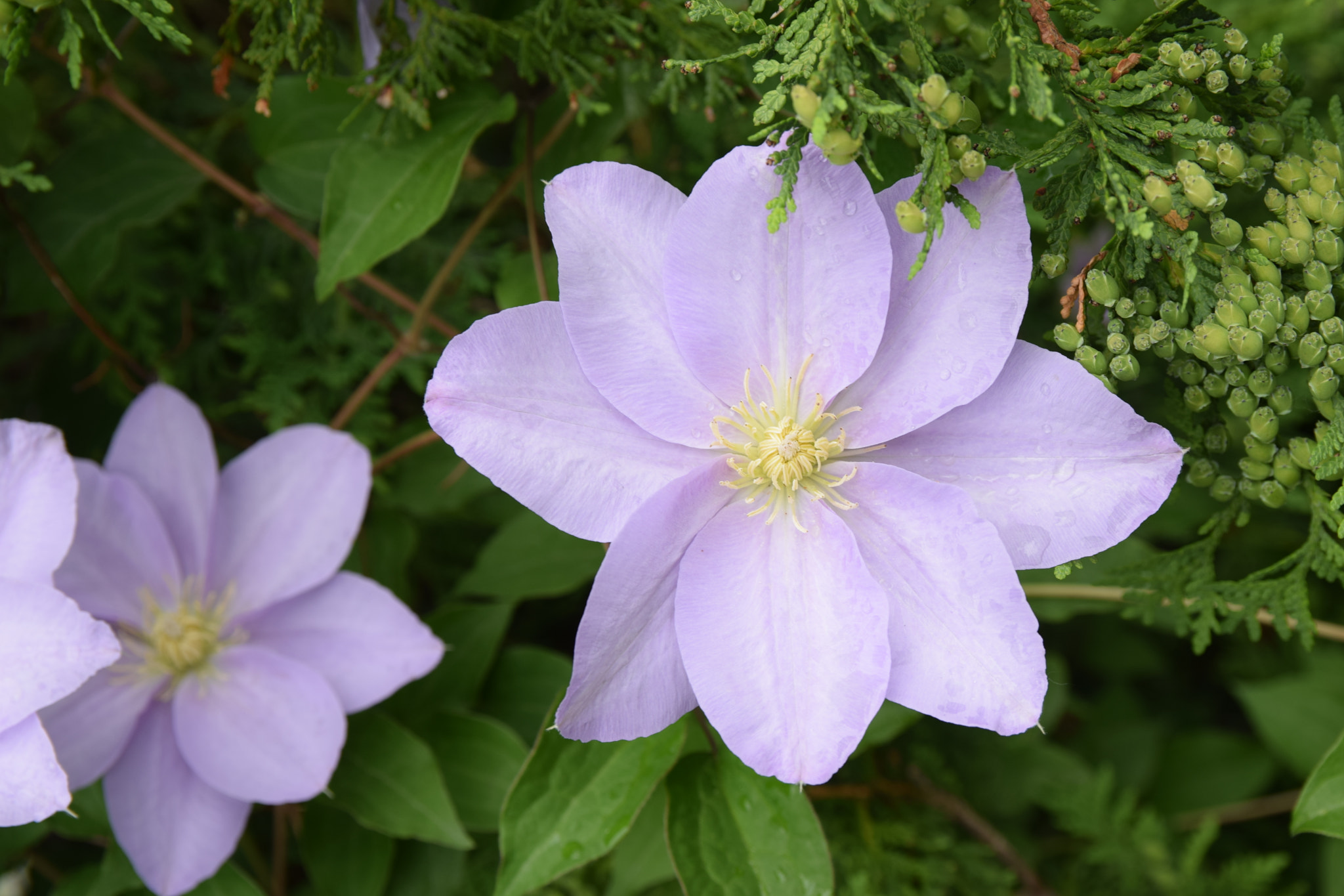 Nikon D5300 + Sigma 17-50mm F2.8 EX DC OS HSM sample photo. Purple flower photography