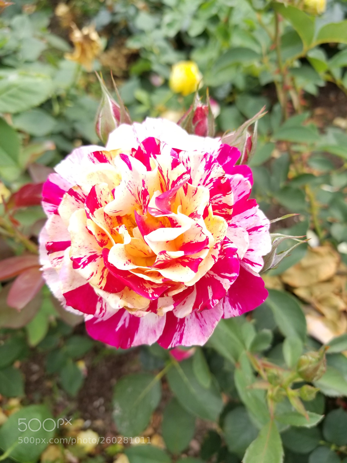 Samsung Galaxy S8+ sample photo. Colorful rose photography