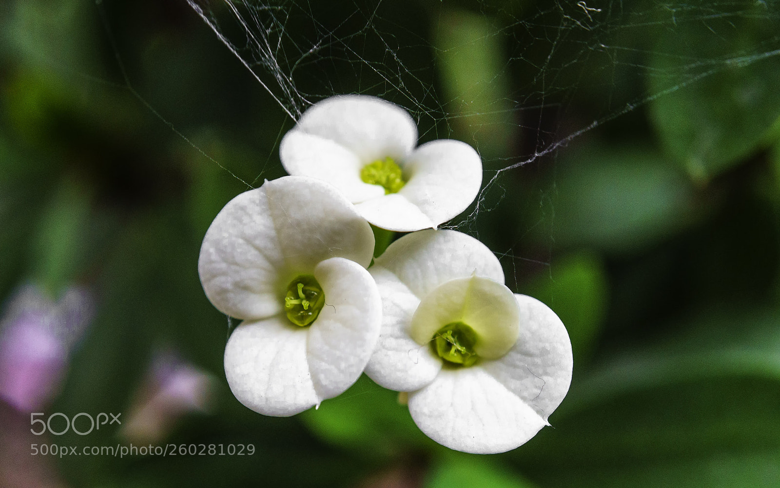 Sony a6300 sample photo. Euphorbia milii... photography