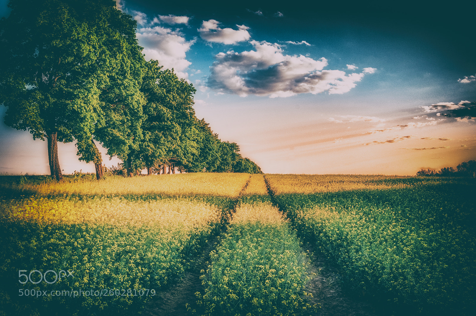 Nikon D300S sample photo. Yellow field photography