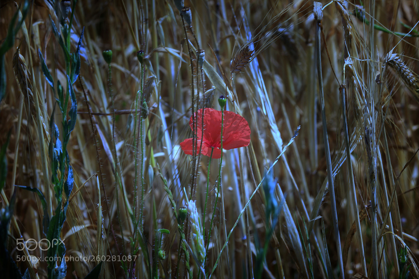 Canon EOS 70D sample photo. Совсем один...completely alone... photography