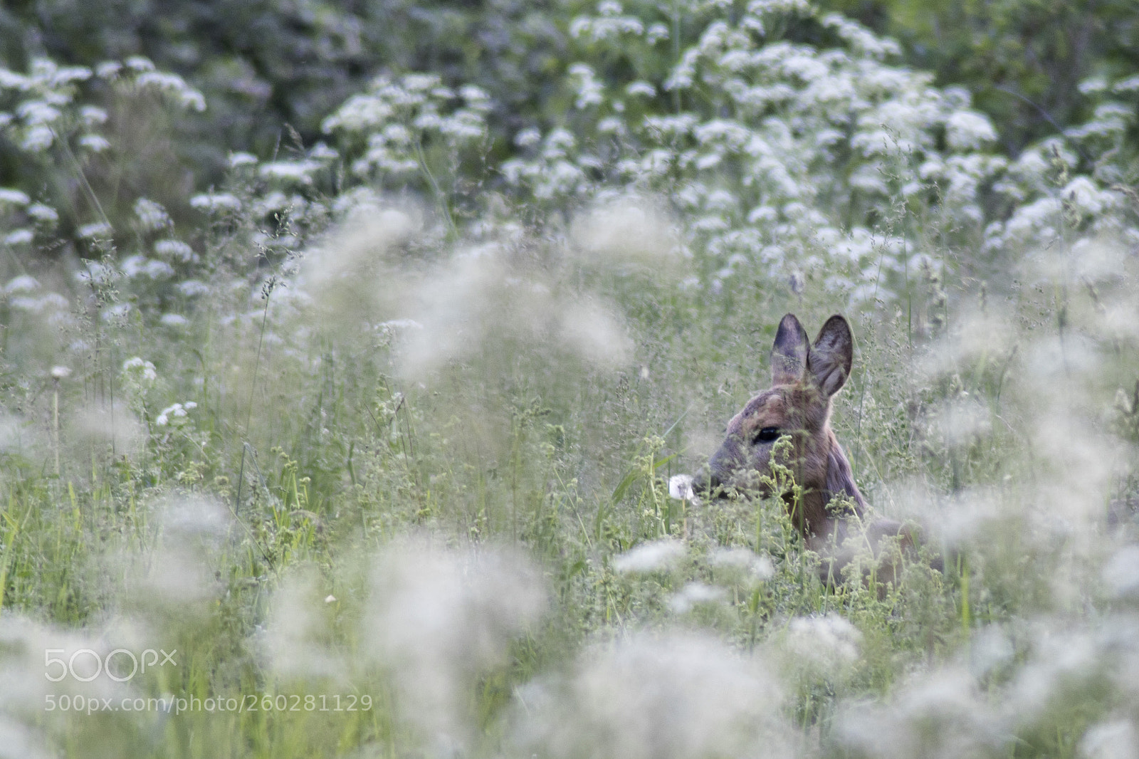 Sony ILCA-77M2 sample photo. Deer hiding in the photography