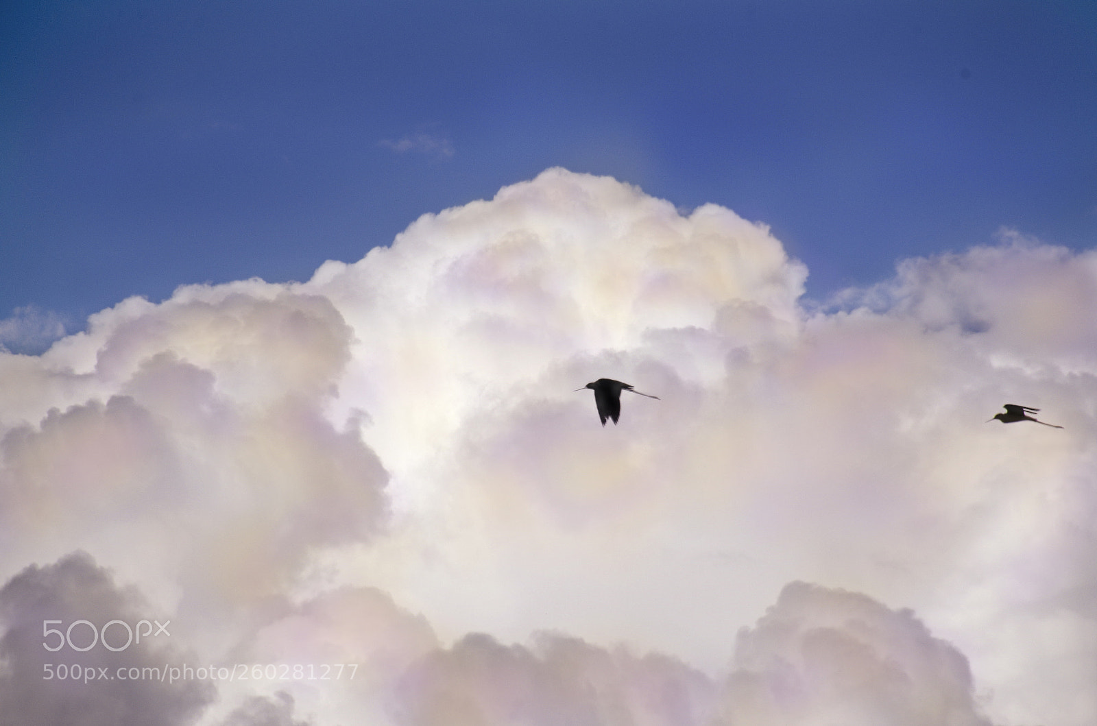 Pentax K-50 sample photo. Fly away photography