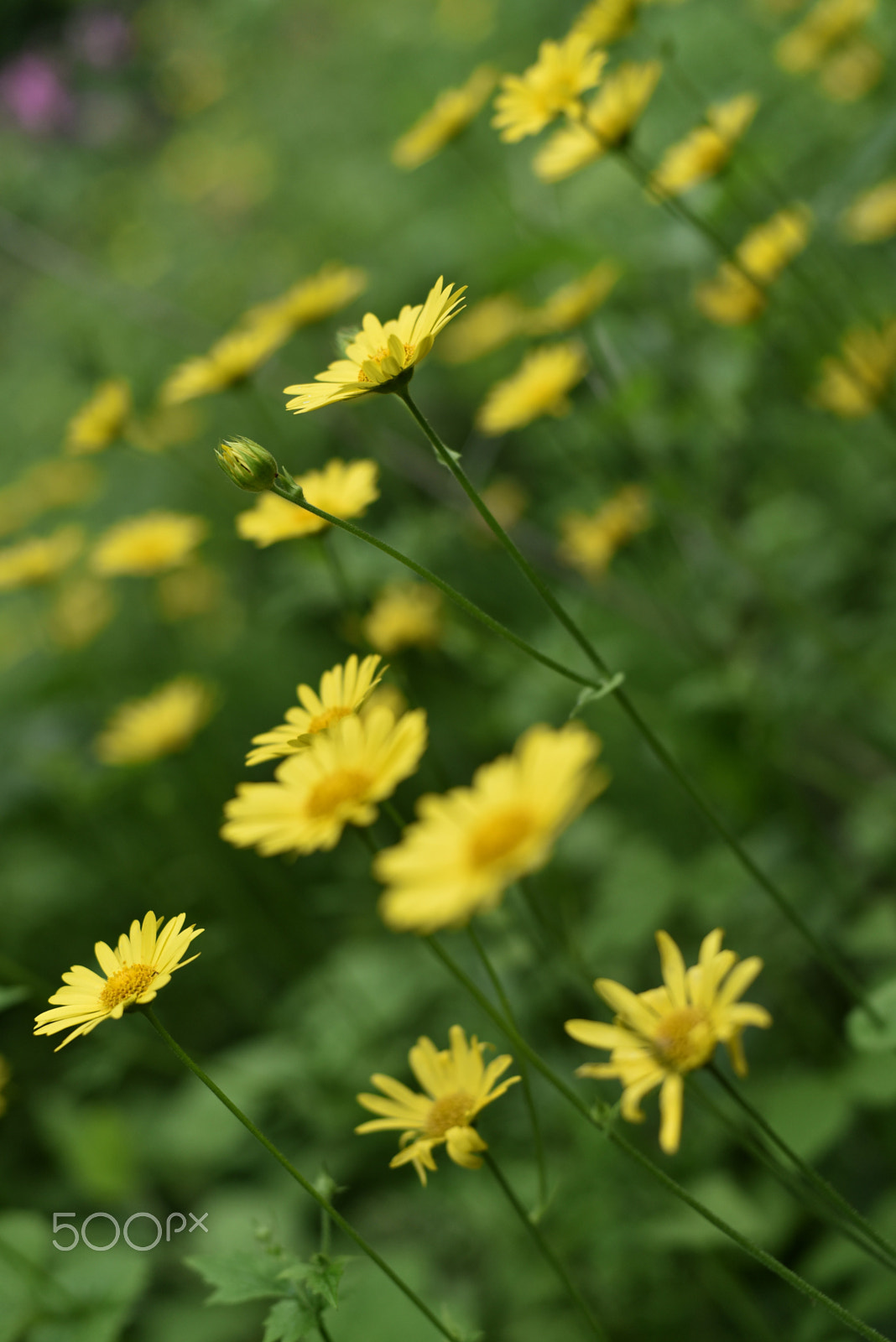 Nikon AF Nikkor 50mm F1.4D sample photo. Yellow daisies photography
